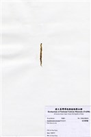 藏品(短尖假羽藻)的圖片